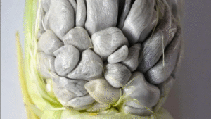 huitlacoche