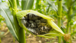 huitlacoche