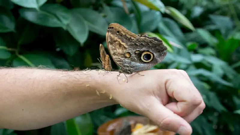 Huitlacoche Animal: Exploring the Myth, Meaning, and Real Identity